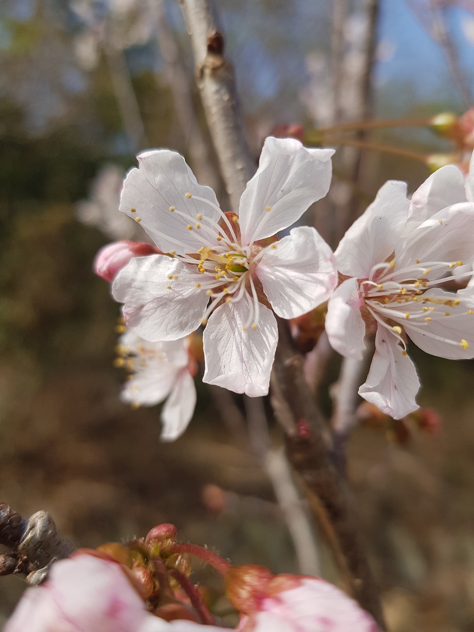 flowers nature plants free photo