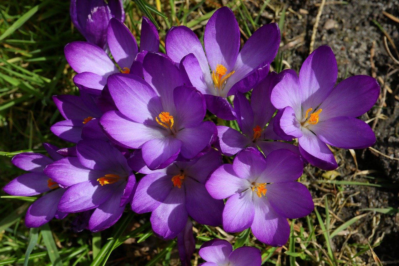 flowers nature plant free photo