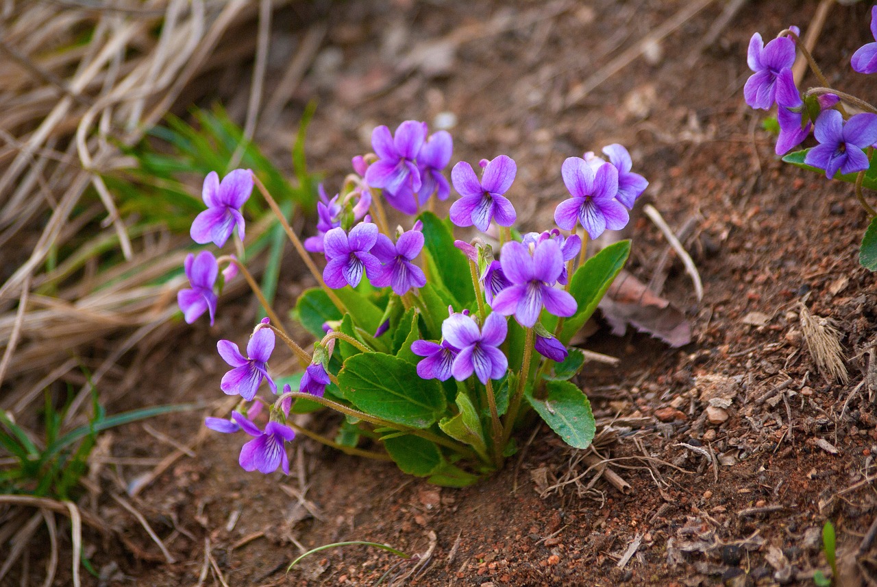 flowers nature plants free photo