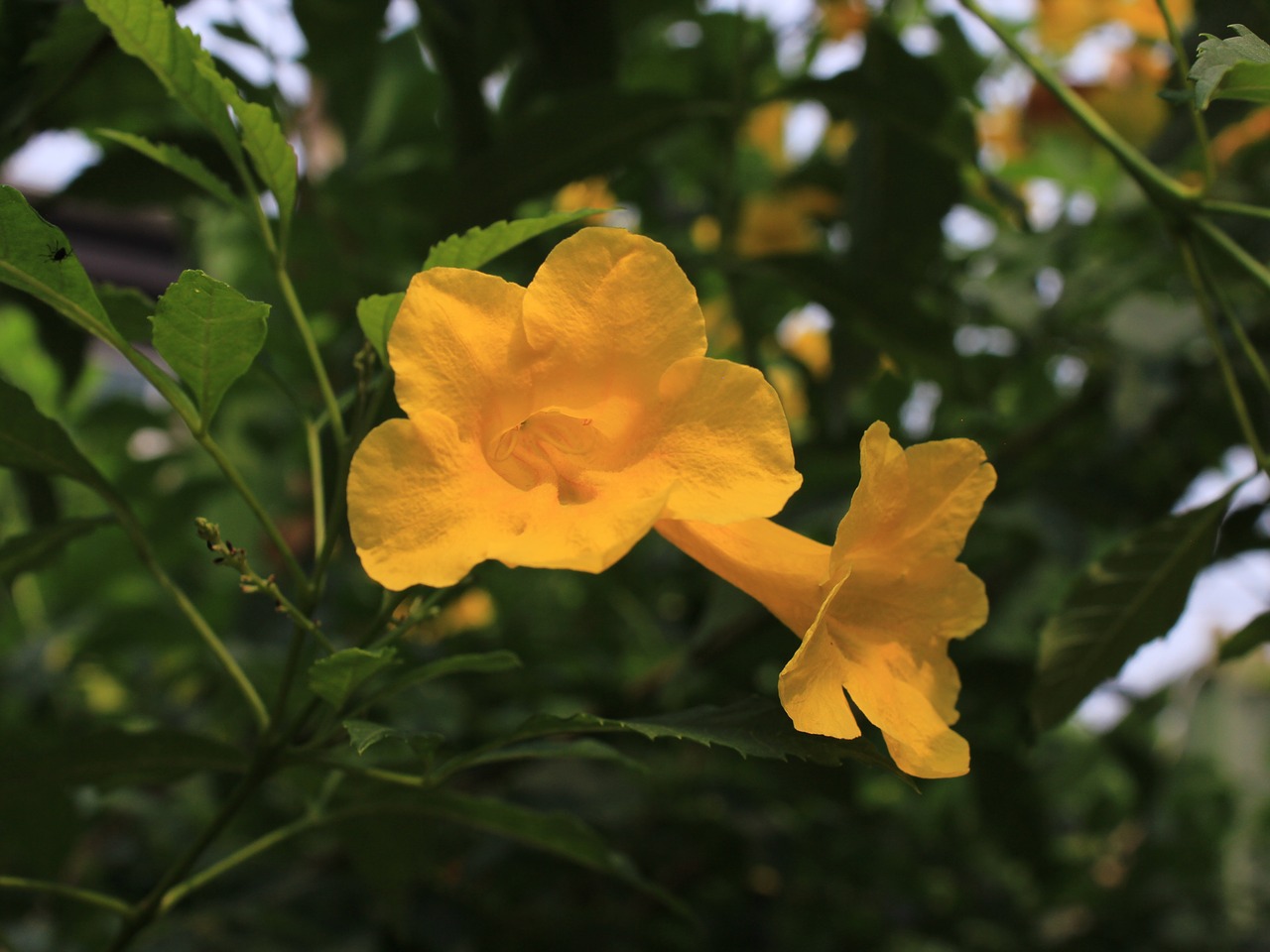 flowers yellow free pictures free photo