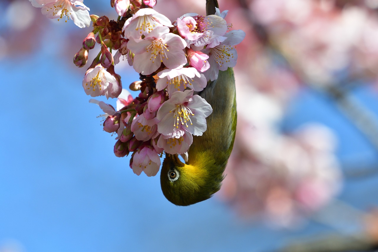 flowers branch natural free photo