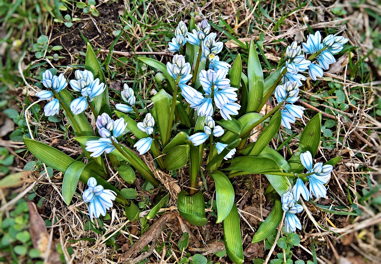 Голубые луковичные первоцветы