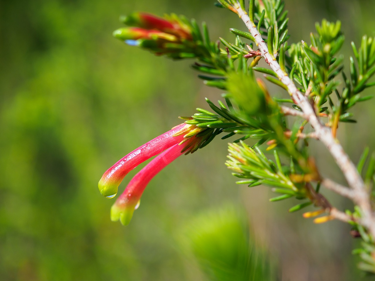 flowers nature red free photo