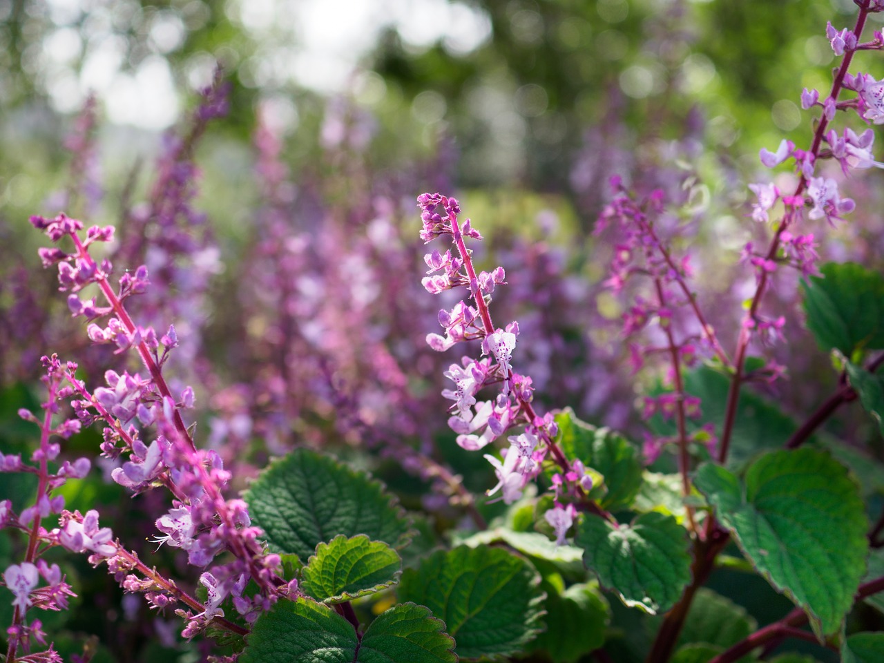 flowers purple nature free photo