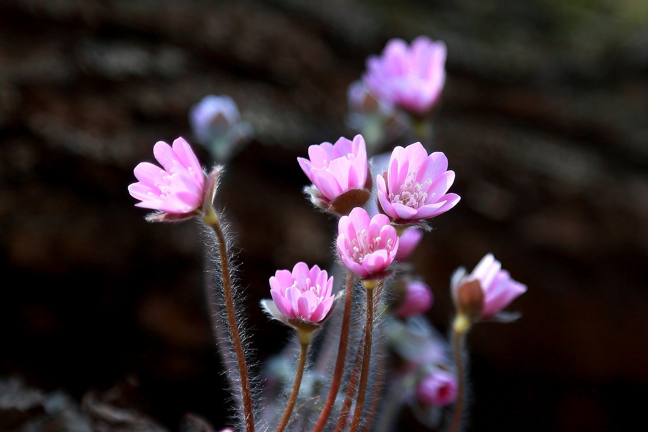 flowers nature plants free photo