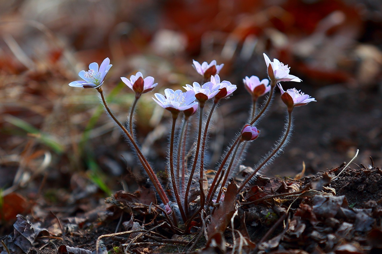 flowers nature plants free photo