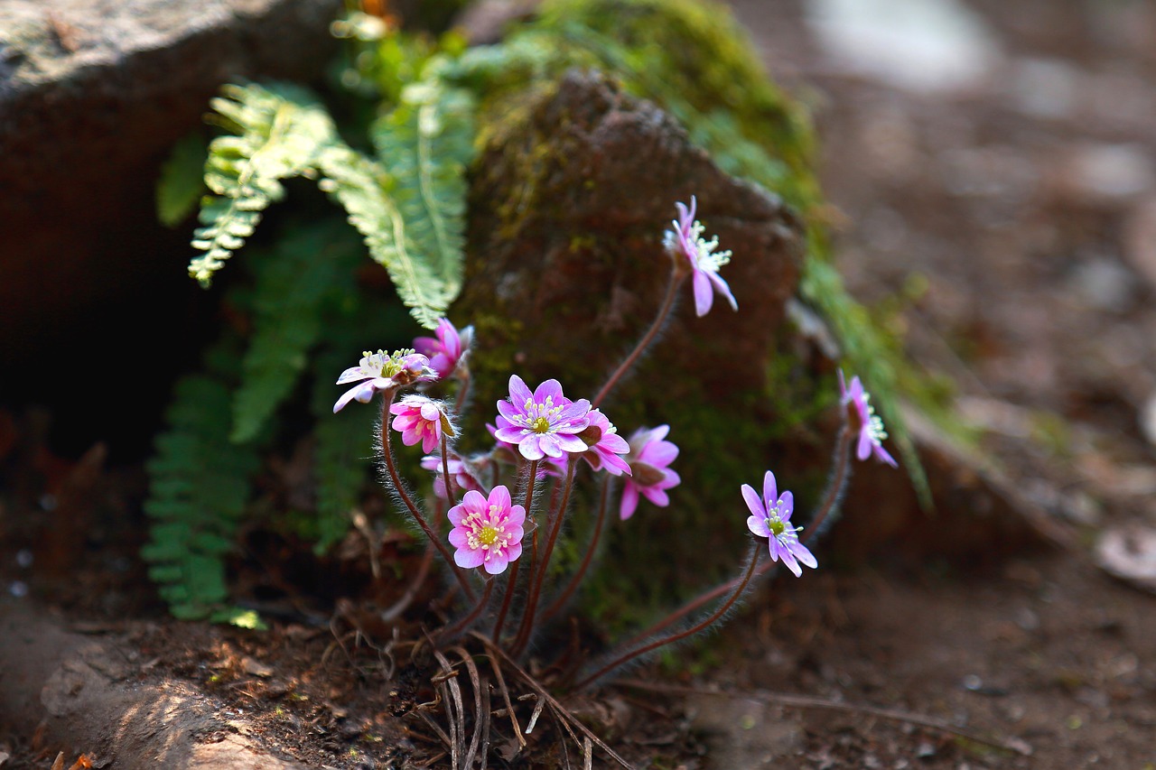 flowers nature plants free photo