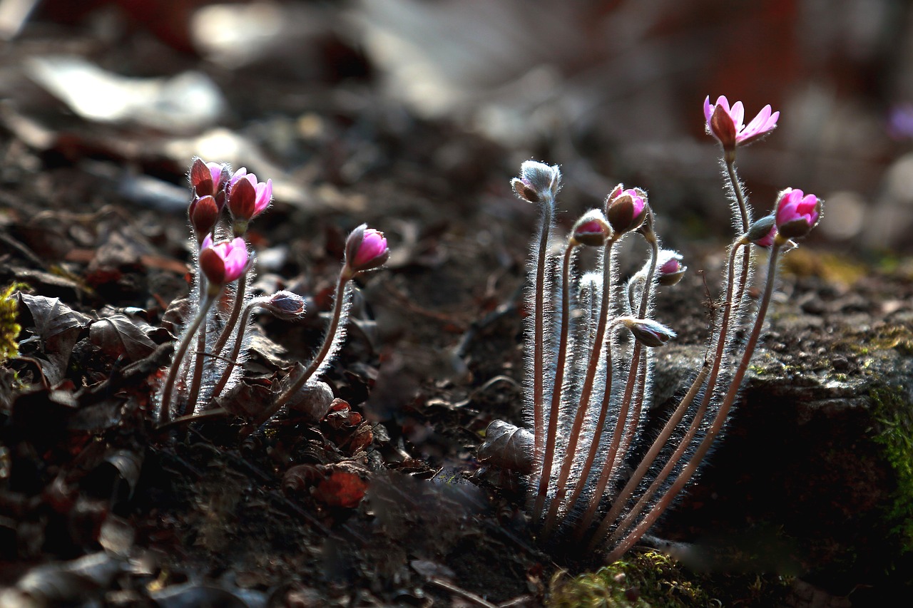 flowers nature plants free photo