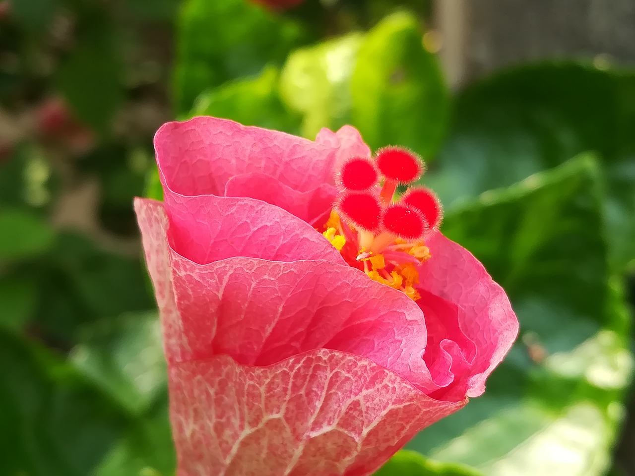 flowers pollen red free photo