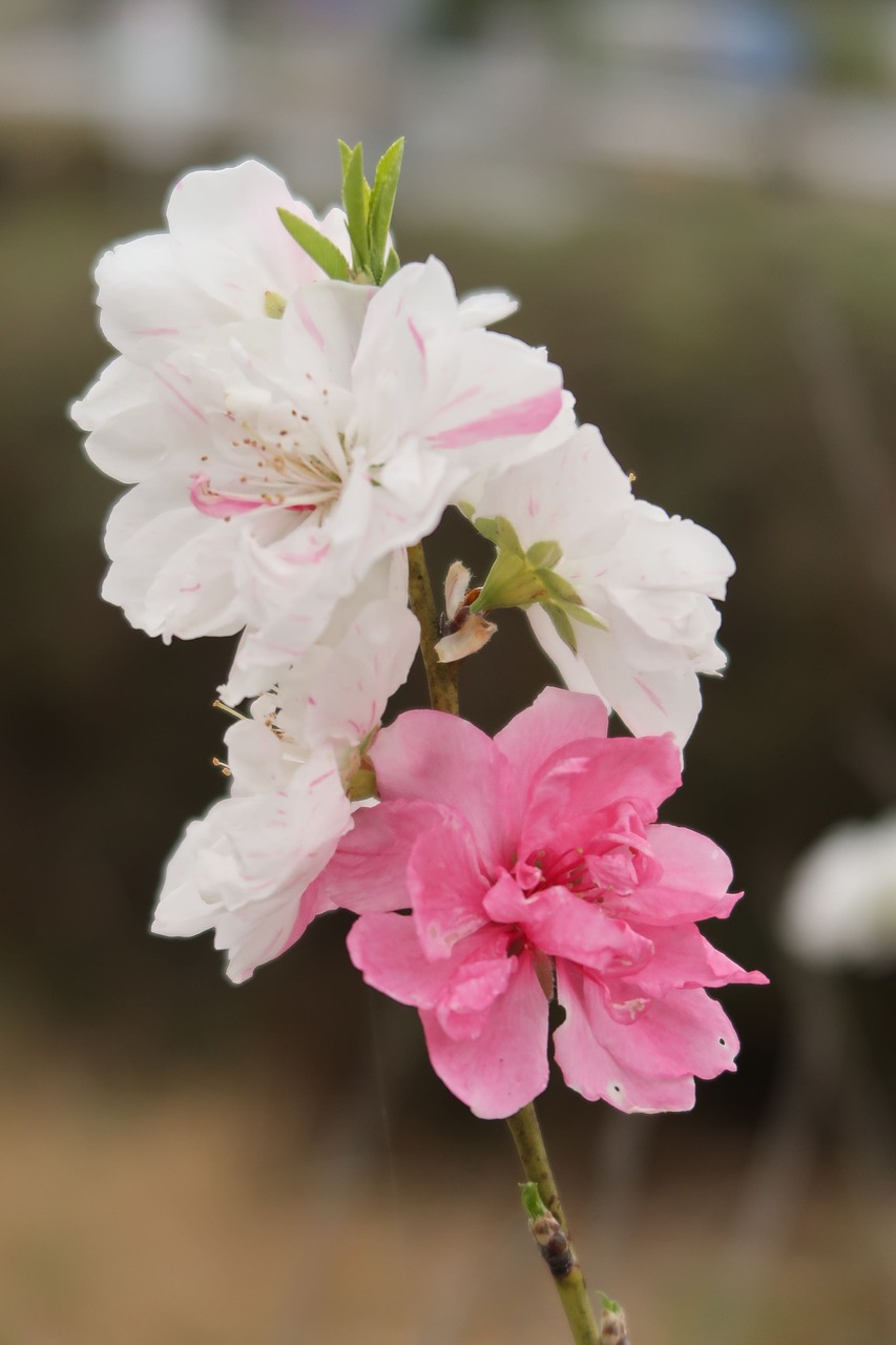 flowers plant natural free photo