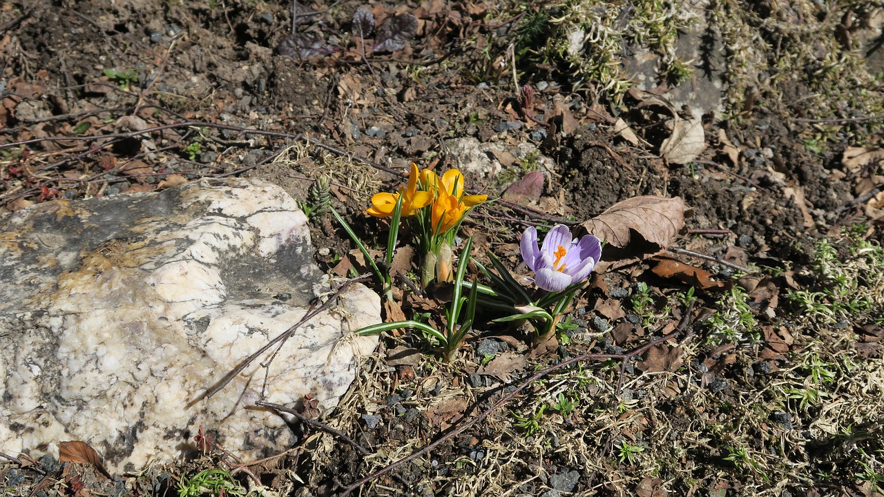 flowers crocus the color of spring free photo