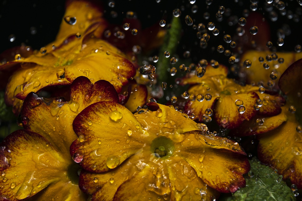 flowers water drops free photo