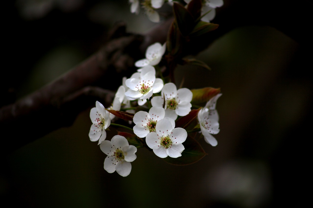 flowers wood quarter free photo