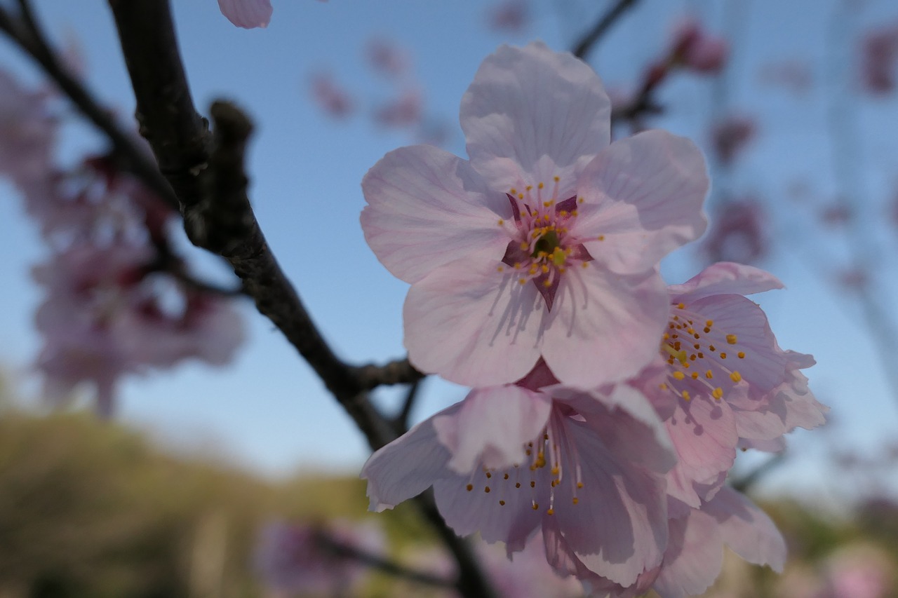 flowers  cherry  wood free photo