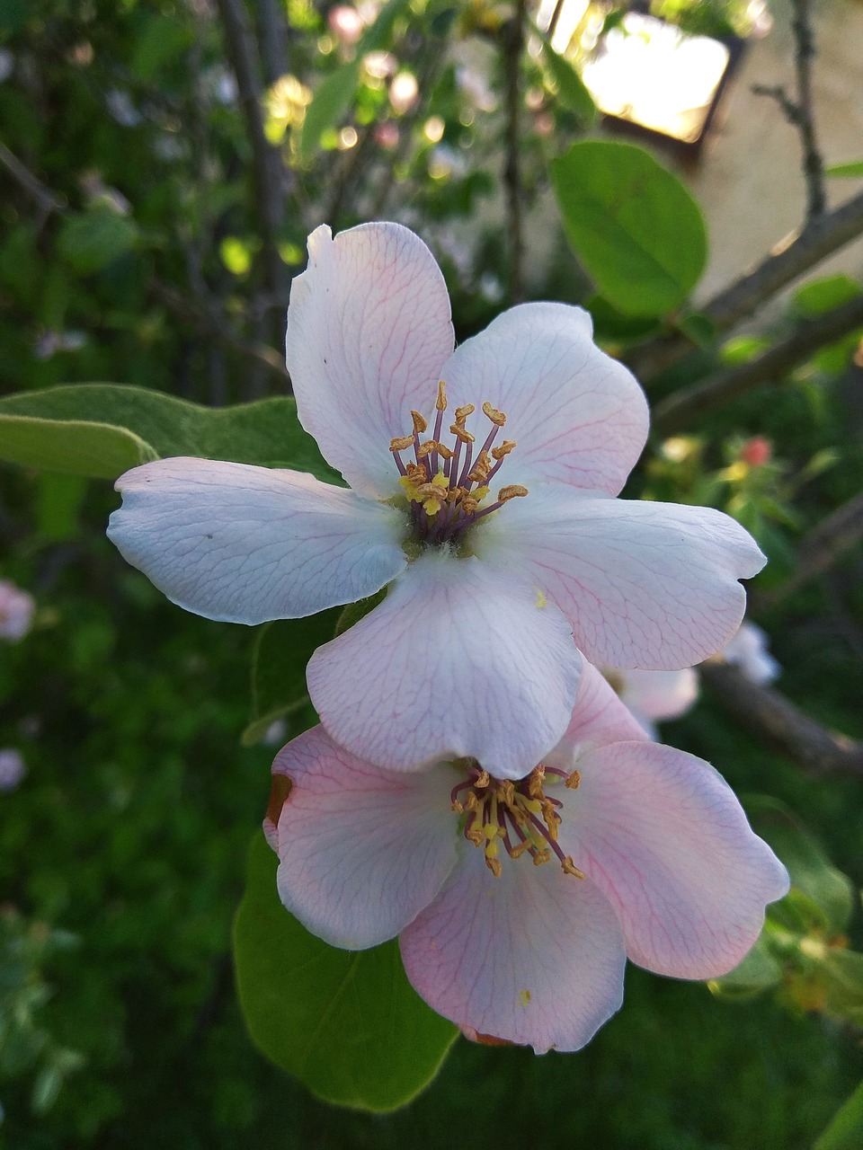 flowers  plants  nature free photo