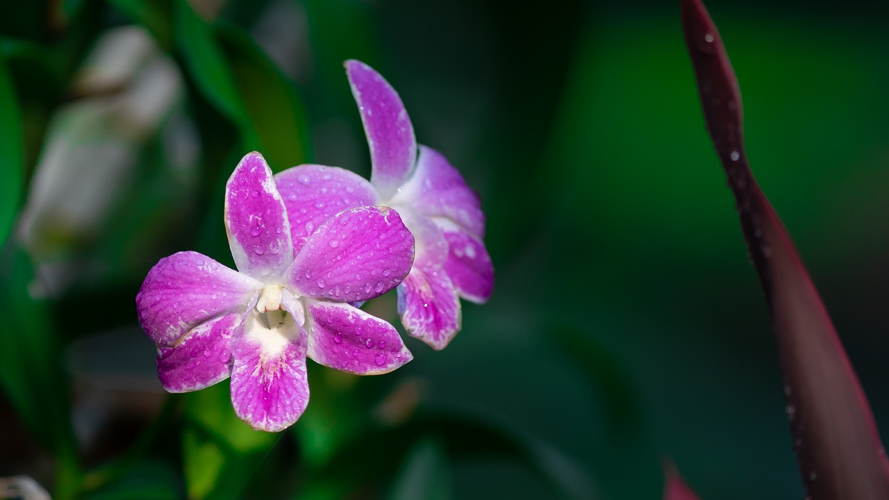 flowers  orchid free pictures free photo