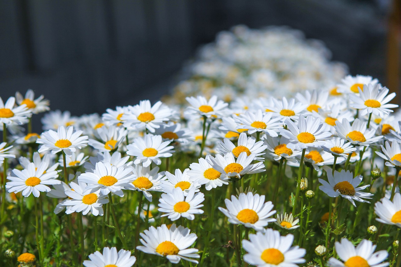 flowers  nature  plants free photo