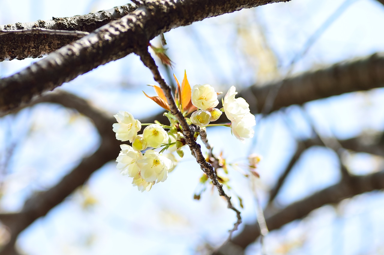 flowers  natural  cherry free photo