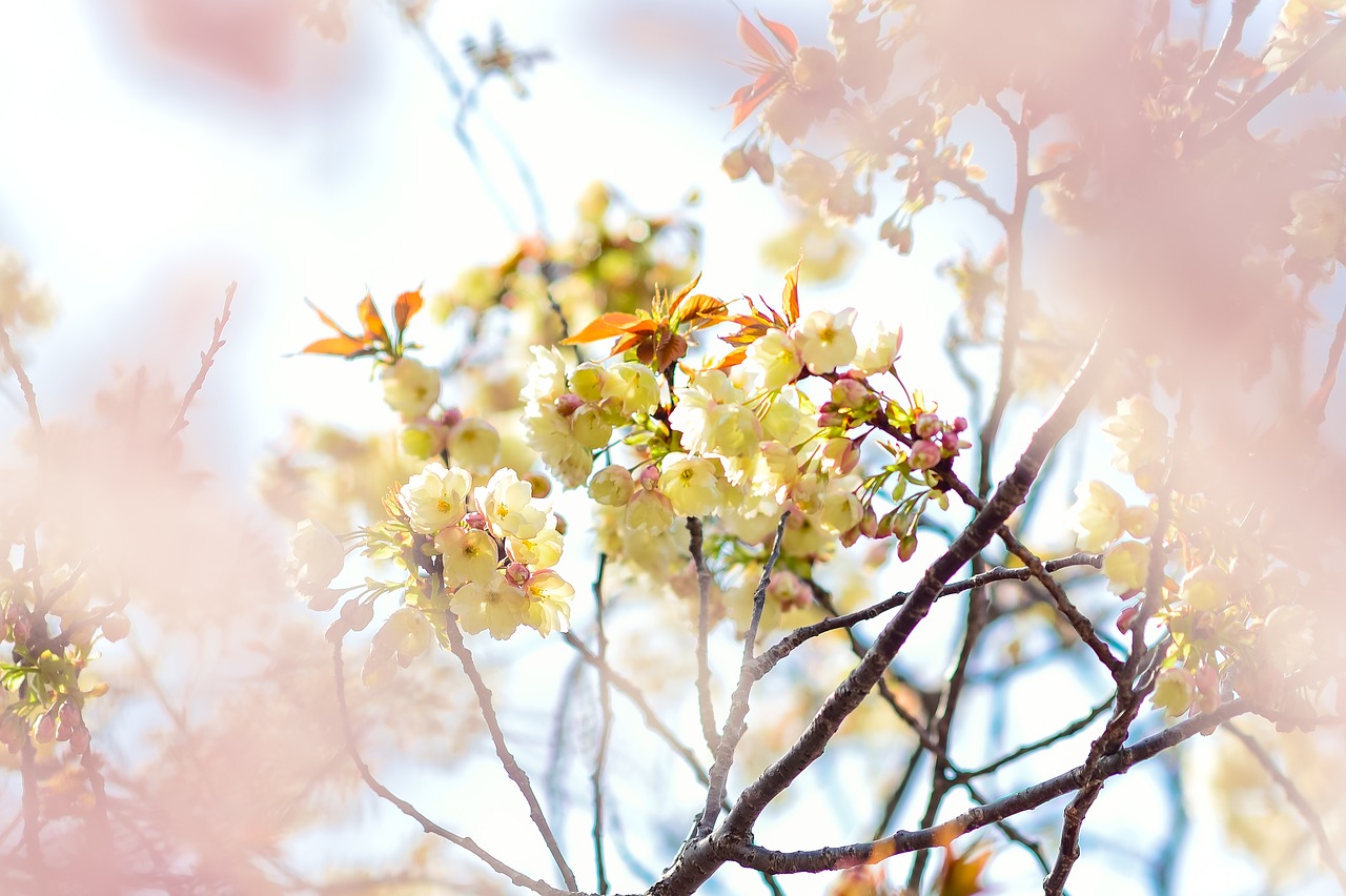 flowers  natural  cherry free photo