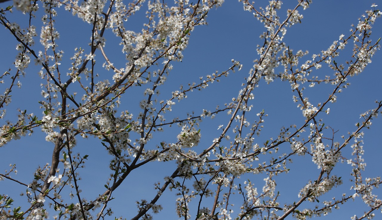 flowers  casey  white free photo