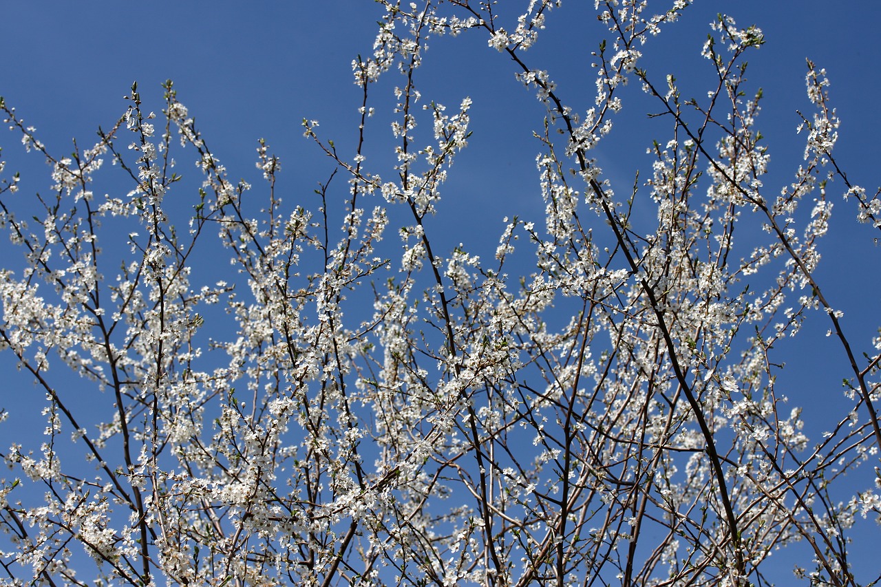 flowers  casey  white free photo