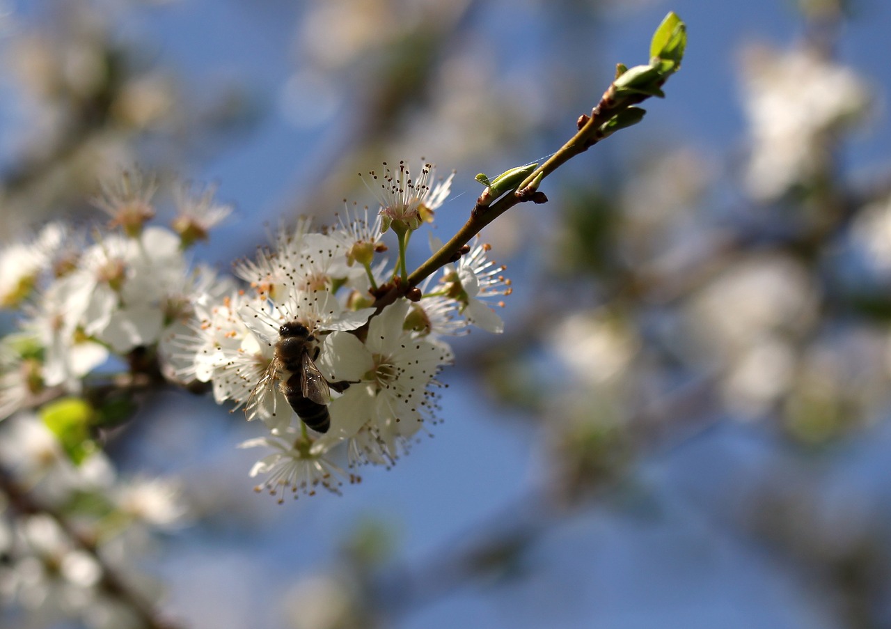 flowers  casey  bee free photo