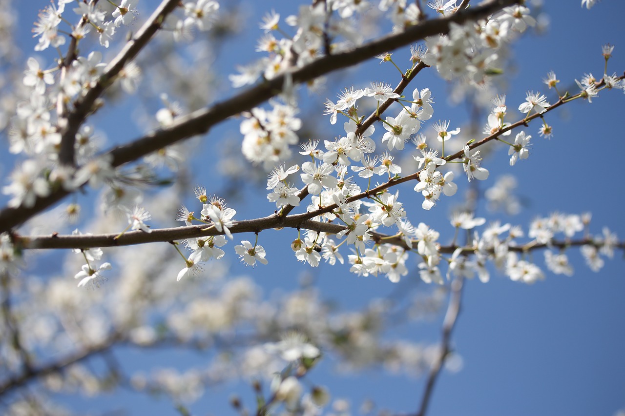 flowers  casey  white free photo