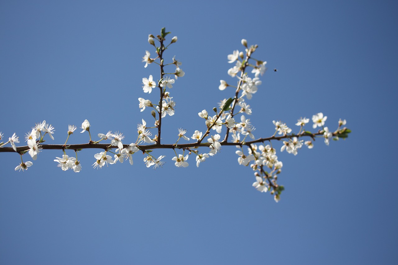 flowers  casey  white free photo