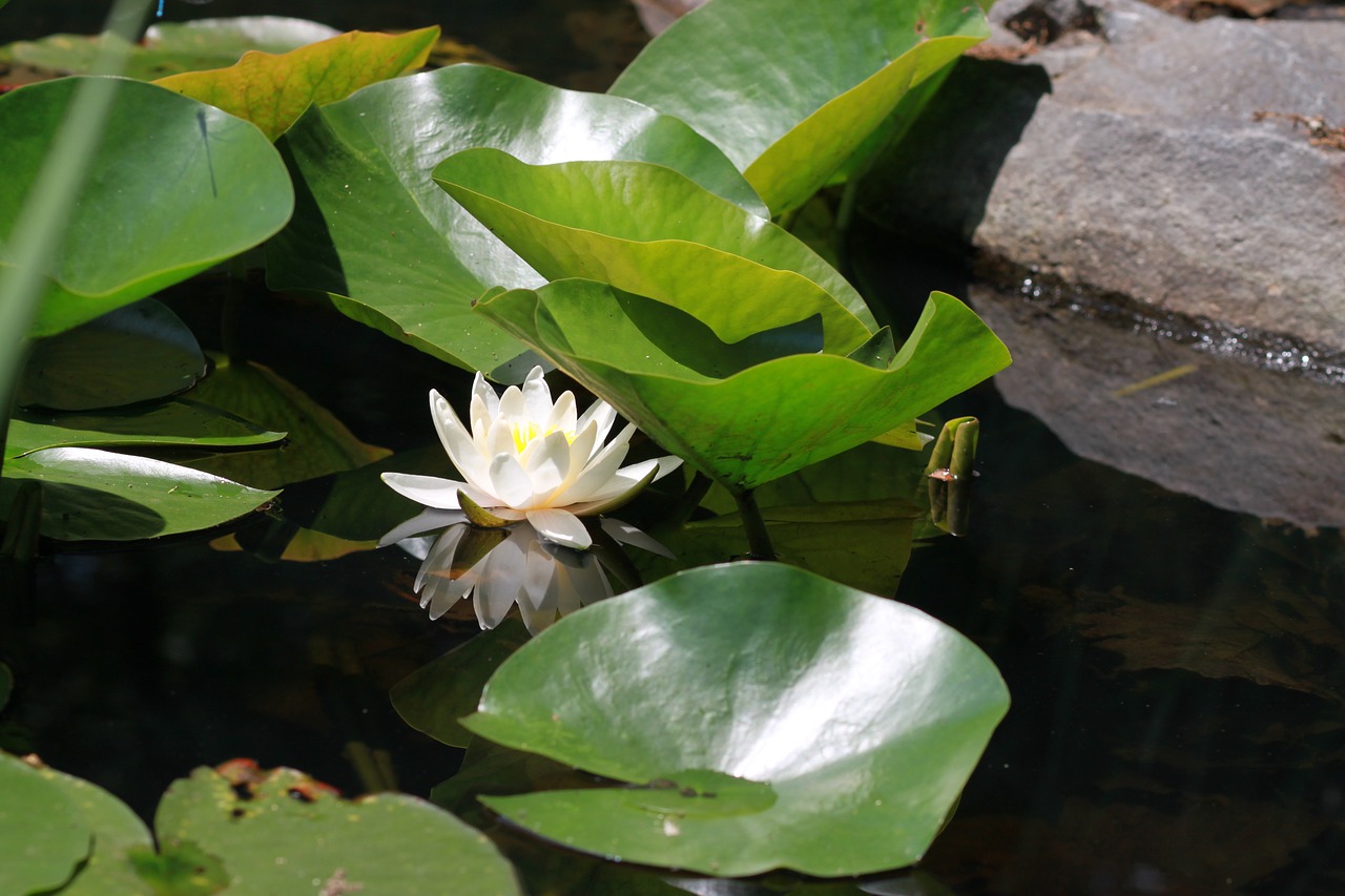 flowers  plants  lily free photo