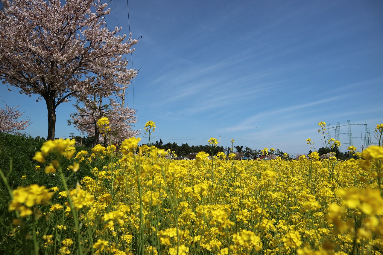 flowers  s  nature free photo