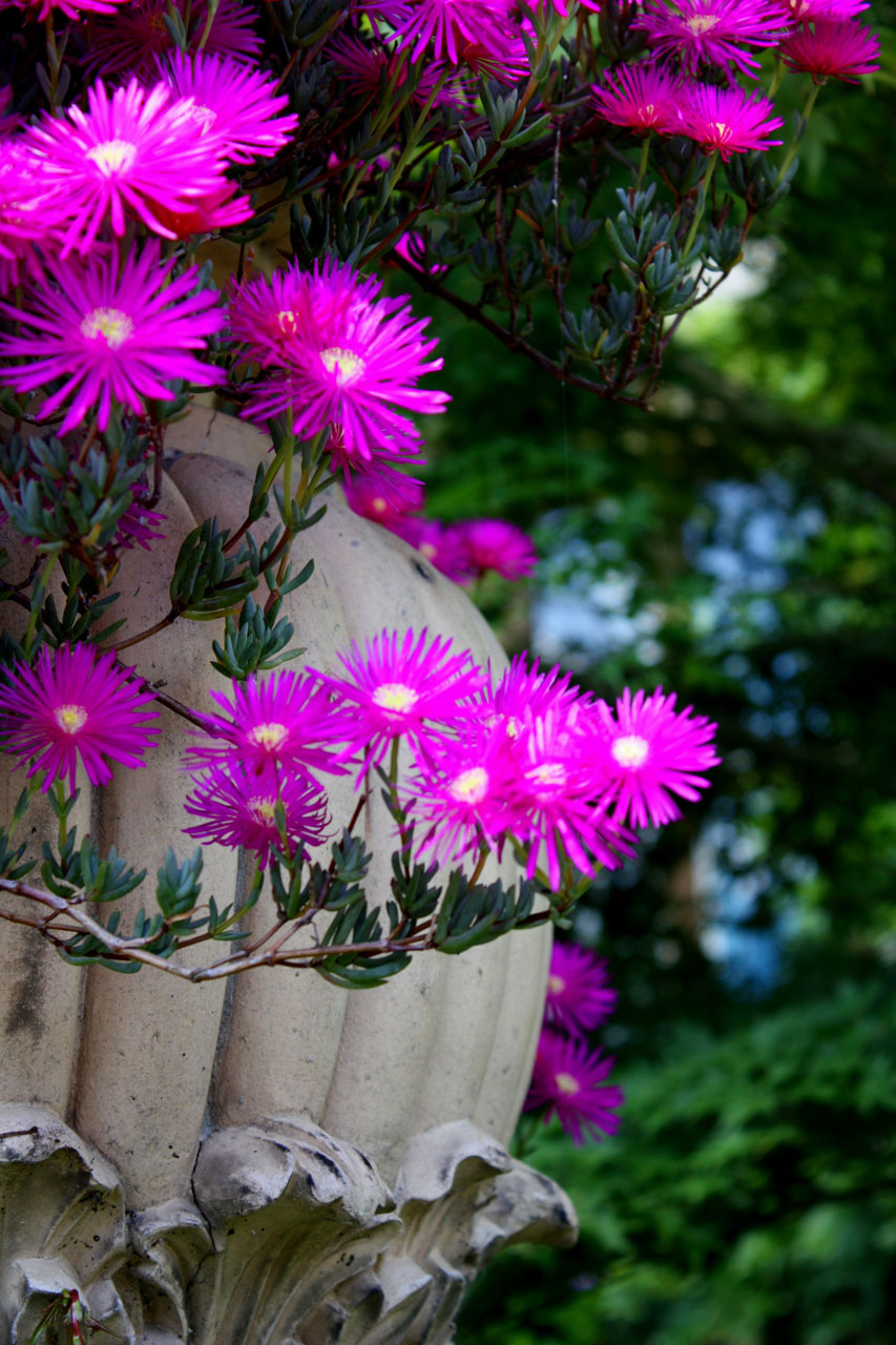 flower pink flora free photo