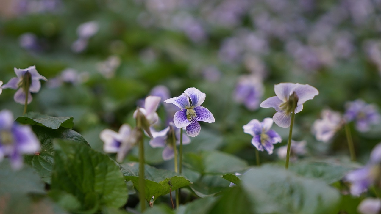 flowers  spring flowers  nature free photo