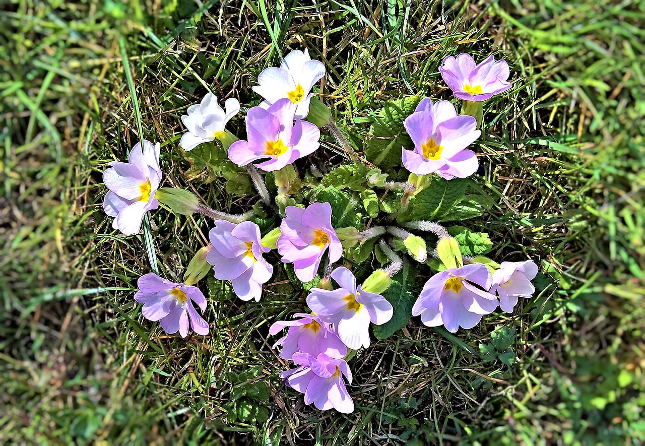 flowers  primroses  spring flowers free photo