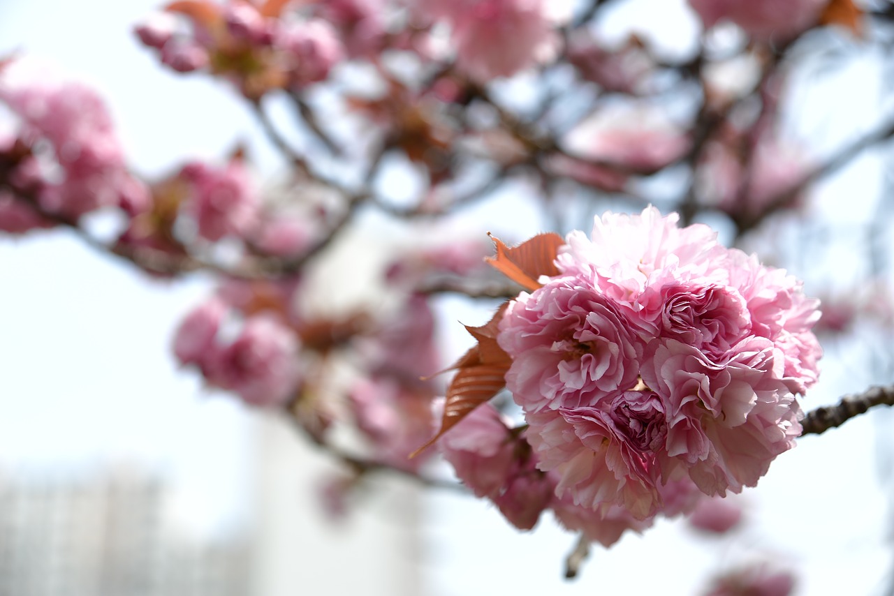 flowers  cherry tree  quarter free photo