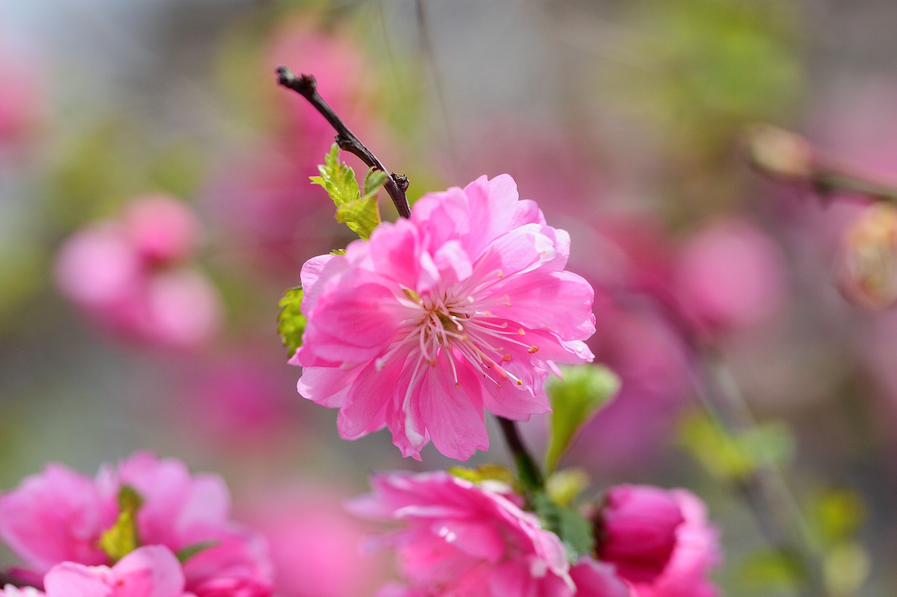 flowers  nature  plants free photo