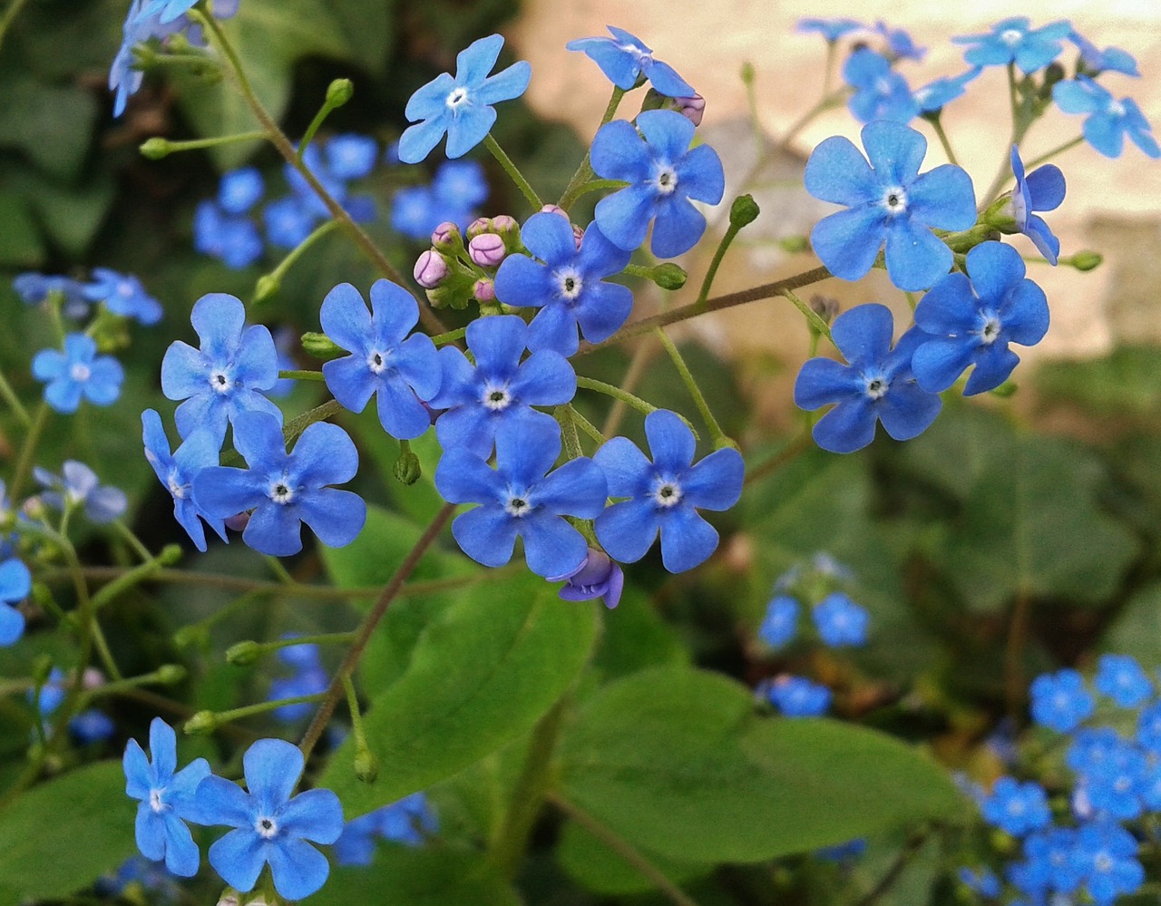 flowers blossom bloom free photo