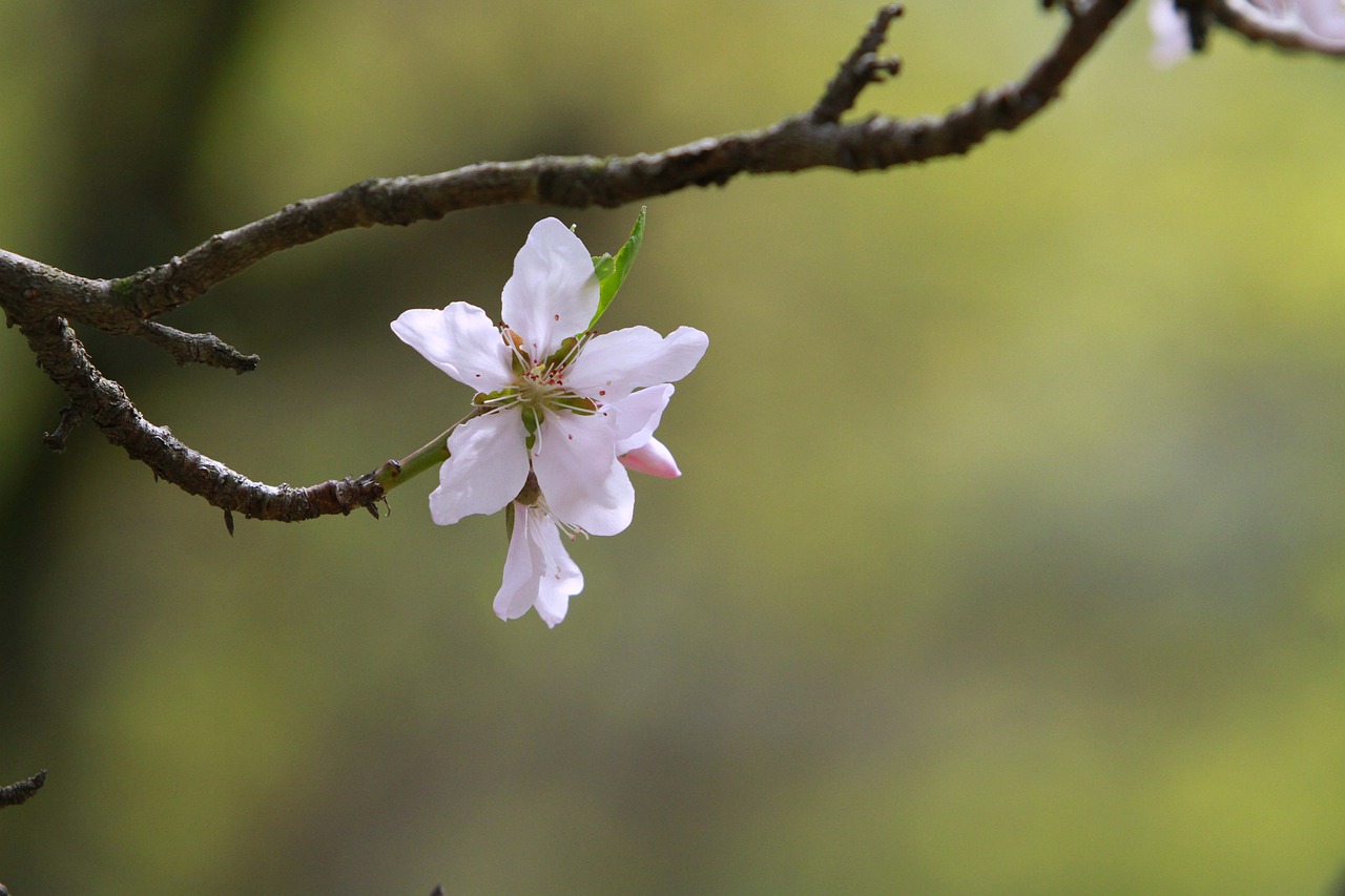 flowers  nature  outdoors free photo