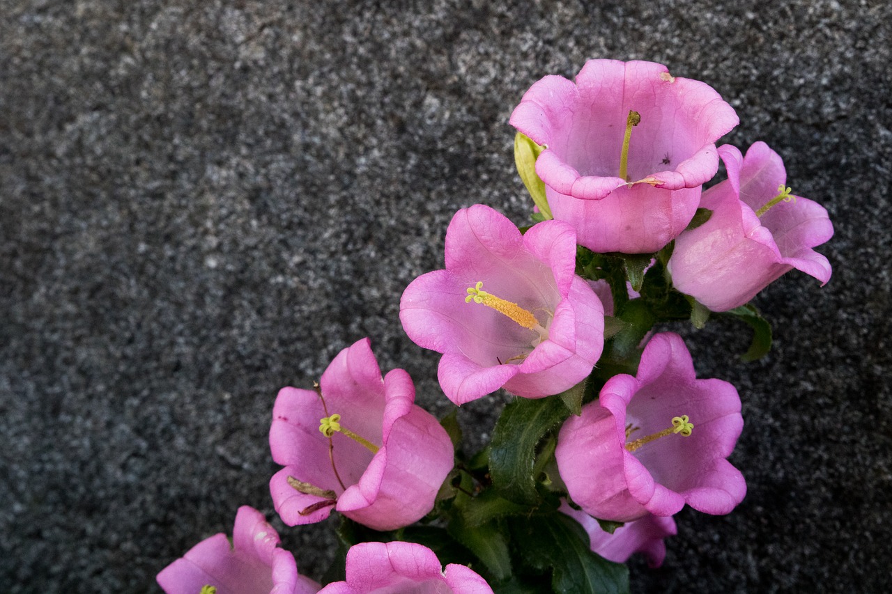 flowers  nature  plants free photo