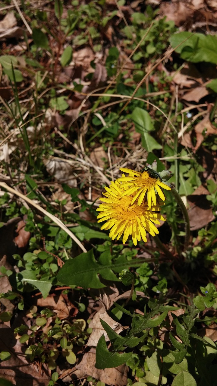 flowers dandelion nature free photo