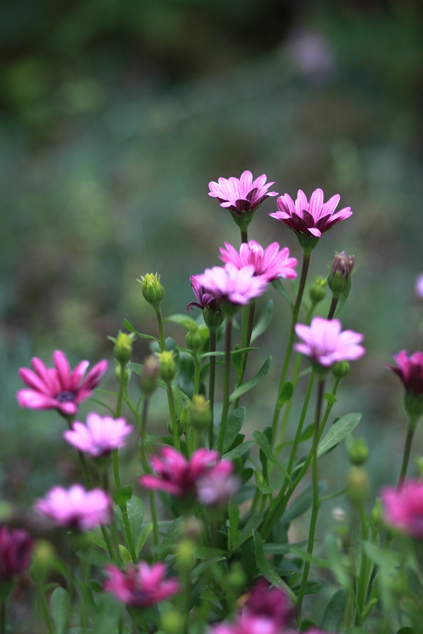 flowers  nature  plants free photo