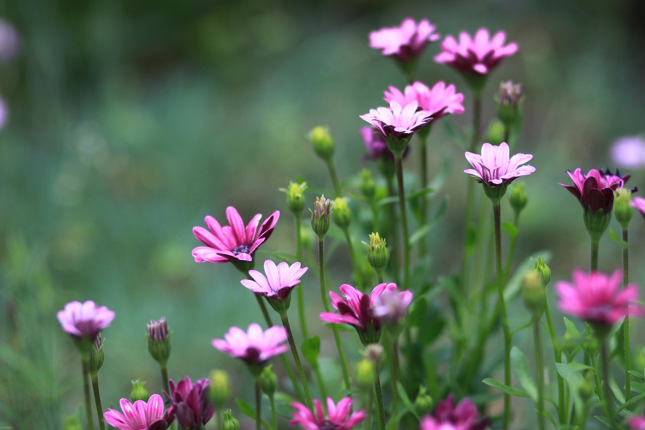 flowers  nature  plants free photo