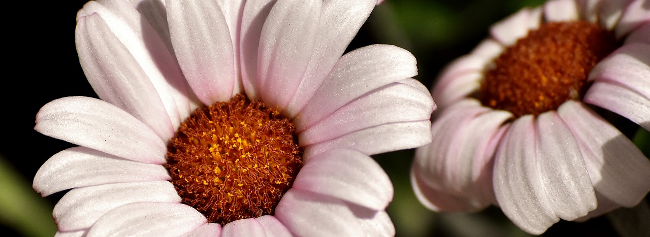 flowers  daisies  plant free photo