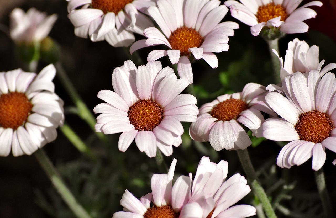 flowers  daisies  plant free photo