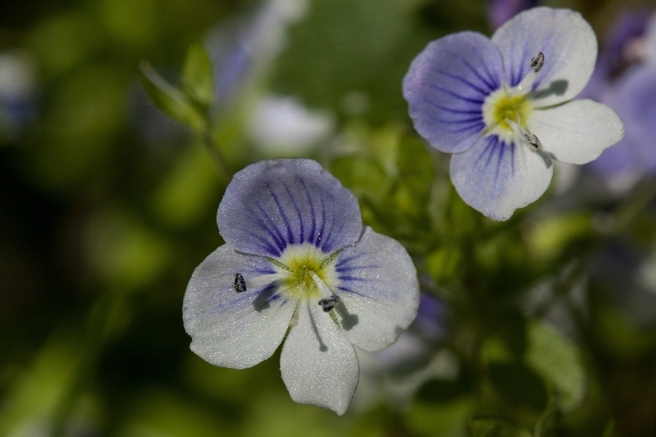 flowers small white free photo