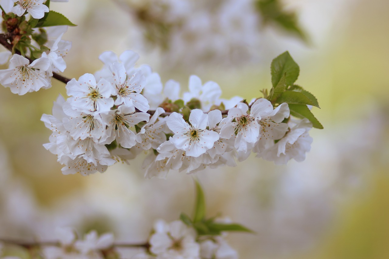 flowers  tree  visin free photo