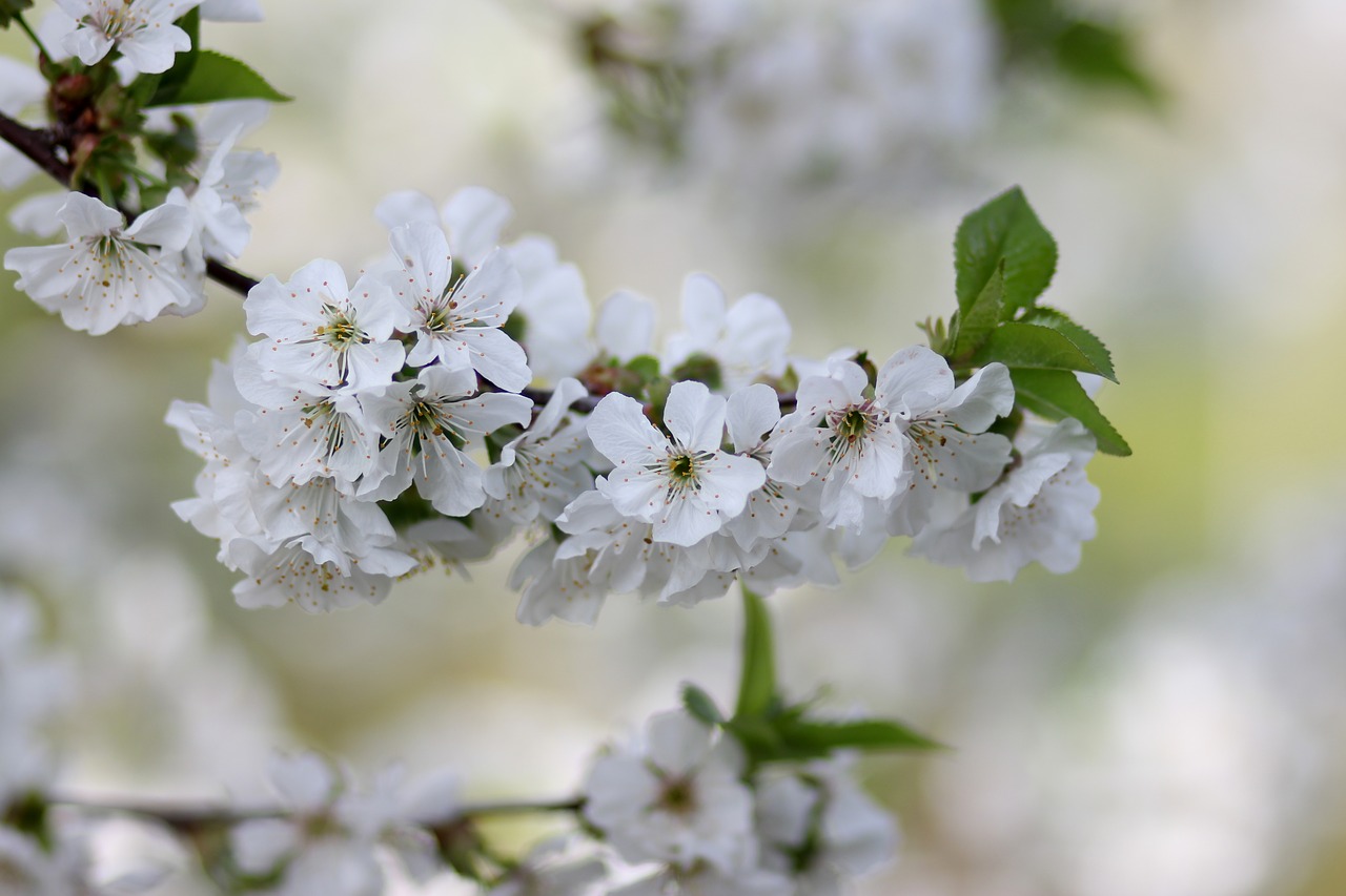 flowers  tree  visin free photo