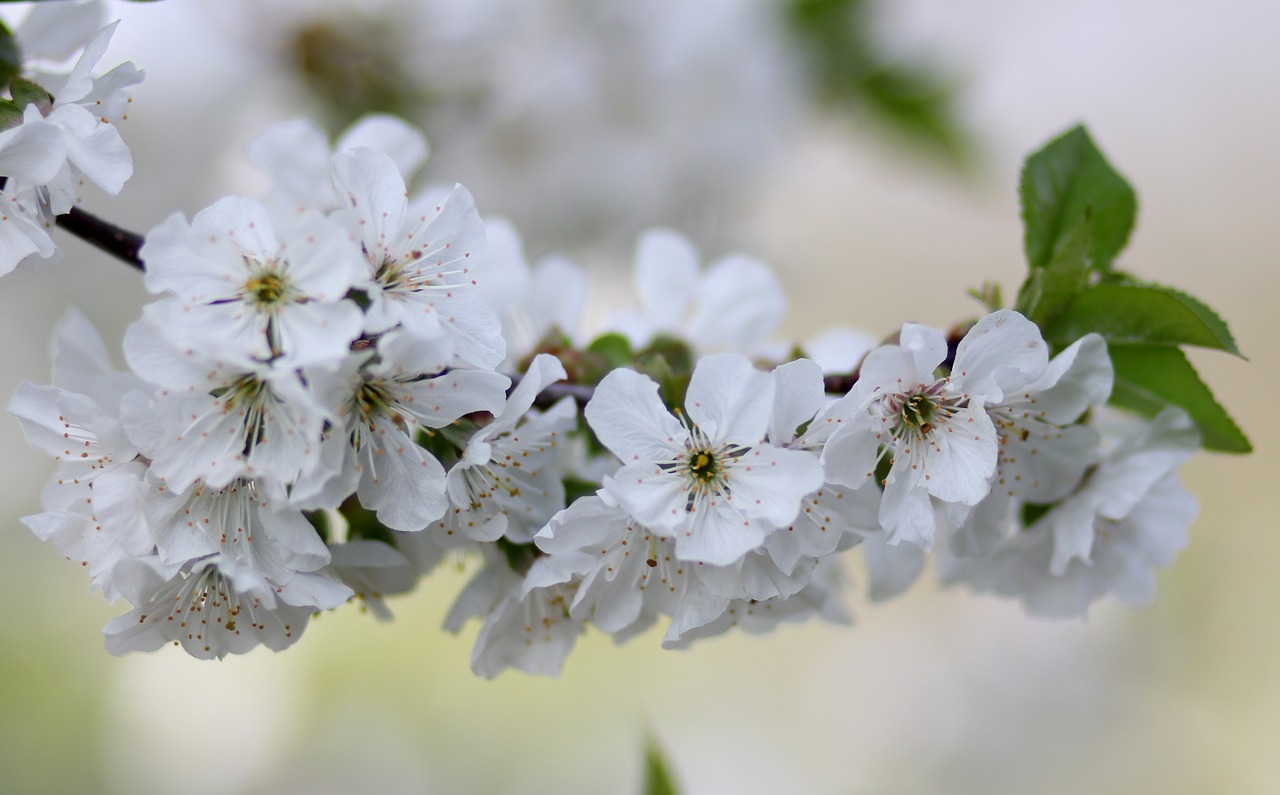 flowers  tree  visin free photo