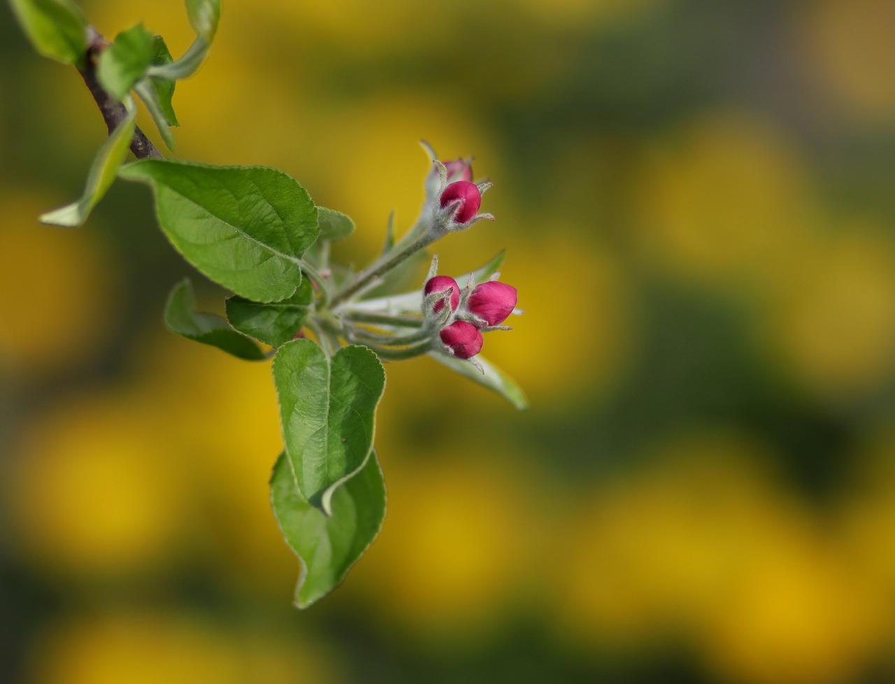 flowers  tree  pink free photo