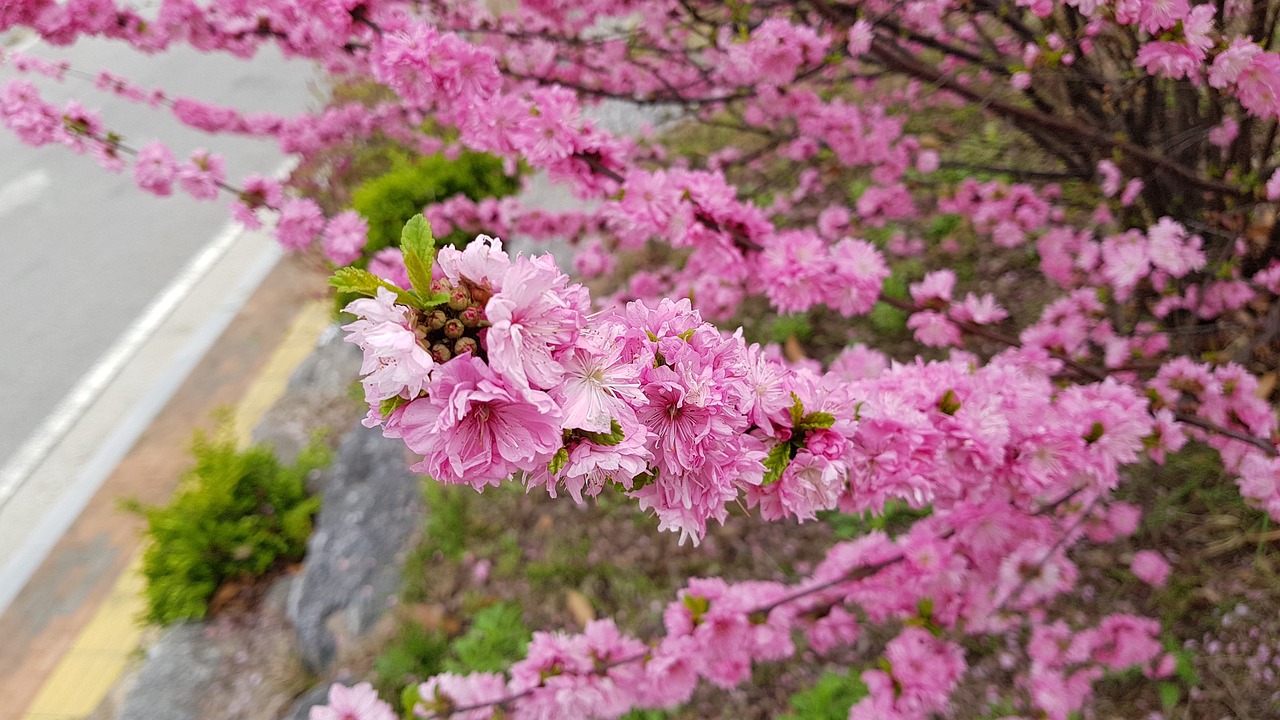 flowers  nature  plants free photo