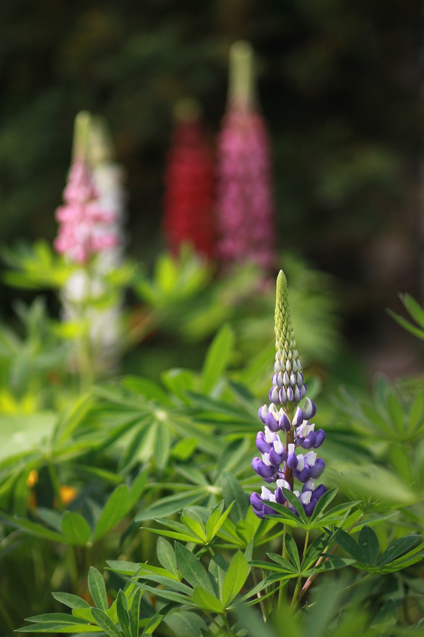 flowers  nature  plants free photo